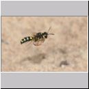 Cerceris arenaria - Grabwespe 01a 12mm beim Nestanflug mit Ruesselkaefer.jpg